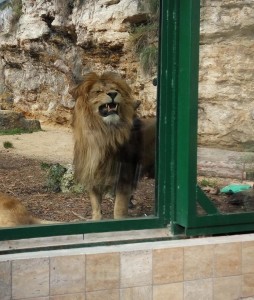 zoo lev